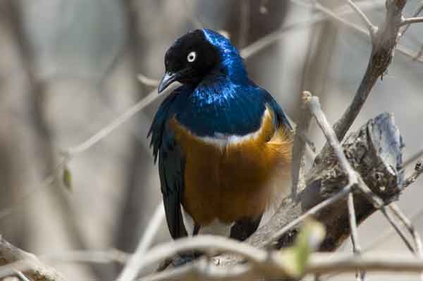 Estornino Soberbio - parque nacional de Tarangire - Tanzania 2.jpg